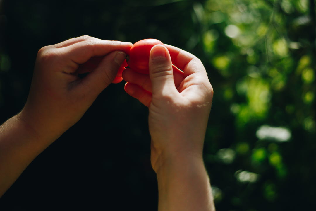 Närbild på händer som skördar en tomat. 