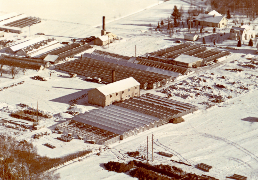 Flygfoto över Heidmarks handelsträdgård i Bällsta.  Trädgården startades av bröderna Ture och Helge Pettersson 1927.  Man odlade rosor, pelargoner, azaleor, julstjärnor, tulpaner och andra lökväxter, krysantemum, tomater m m. Här syns  växthusen  t v och lager m m t h.  Helges söner tog namnet Heidmark och arrenderade trädgårdsmästeriet från 1943 och blev ägare först när fadern Helge dött 1967.  Helge var född 1897, sönerna Karl-Erik levde 1918-2001 och Gösta 1919 till 1981.  Helge och hans hustru Elvira byggde tegelhuset  1951 på Bällstavägen 2 som bostad, längst upp i bildens övre del med adress Bällstavägen 2.  Huset i bildens mitt med hög skorsten är panncentralen för växthusens uppvärmning, byggd 1950 sedan det gamla pannhuset brunnit ner.  Det stora ljusa huset i bildens mitt var från början personalbostad och ersatte ett äldre rött hus för samma ändamål.  1975 såldes marken till  Skånska cement  och verksamheten upphörde 1979.  1985 bebyggdes området med bostadsrätter och fick det passande namnet Örtagården.