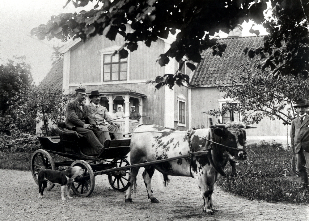 Förmodligen sitter Patron Teodor Gustafson vid tömmarna när tjuren är spänd framför vagnen.  Bredvid kusken sitter läraren Hjalmar Zetterlund.  Vagnen står utanför Husby gård i Markim.  Hunden kan vara Patrons "Lady"