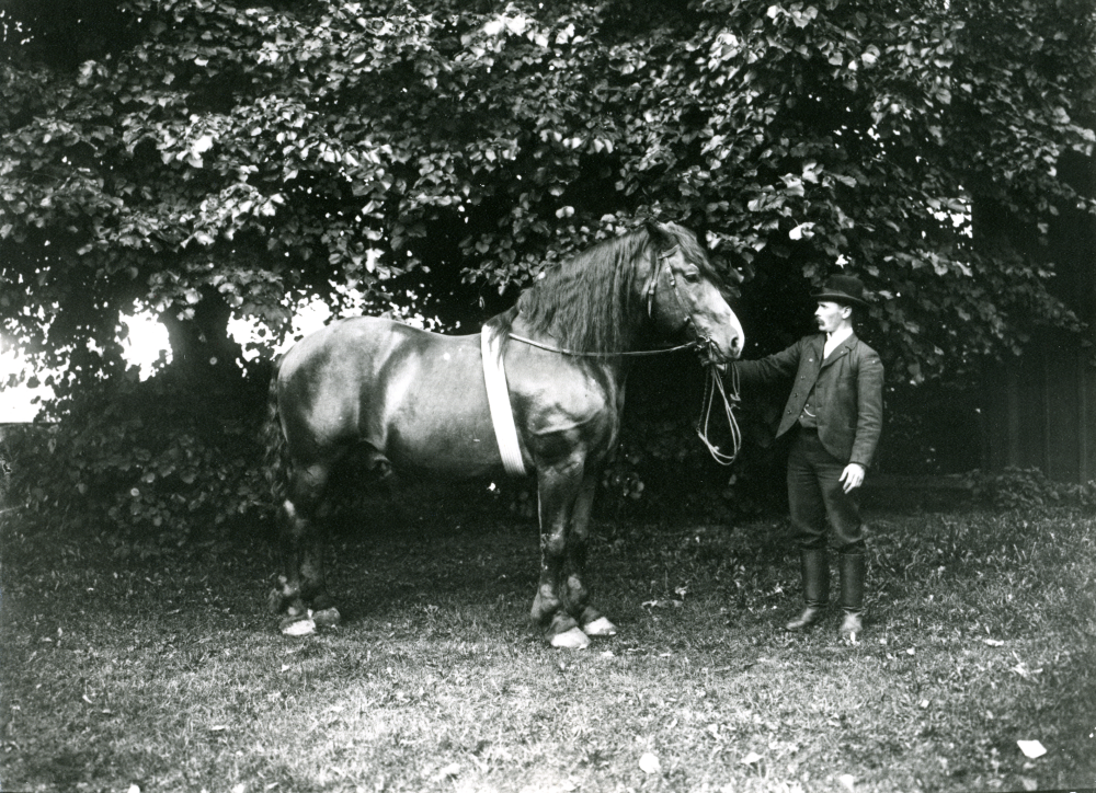 Hingstvisning i Frösunda.
