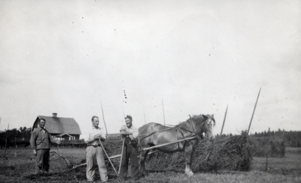 Höskörd vid Åby gård i Vallentuna.  En häst drar en släpräfsa och höet har lagts upp på två hässjor.  Fr v står arrendatorn Gerhard Sundberg, Erik Sundborg och Gerhards son Lennart.  I bakgrunden syns arrendatorsbostaden