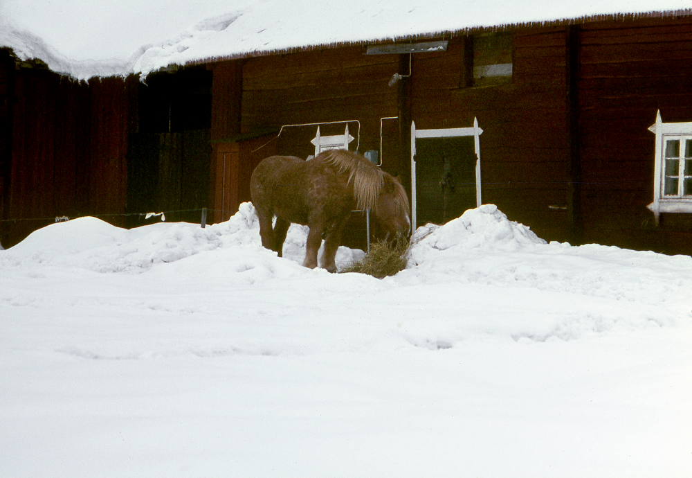 Häst vid Lappdal. Snö. Fotografiet ingår i bildserien Angarnssjöängen 1970 som köptes av Vallentuna kommun och gjordes mot bakgrund av den oro som fanns bland naturvänner då Stockholm stad planerade en ny stad i området med upp mot 100 000 invånare. Så småningom övergavs planerna och istället bildade Länsstyrelsen naturreservat 1982.