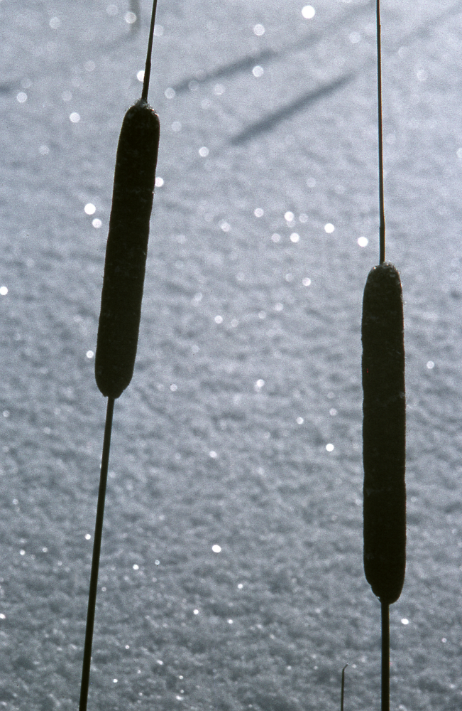 Kaveldun med glittrande snö i bakgrunden. Vinter. Fotografiet ingår i bildserien Angarnssjöängen 1970 som köptes av Vallentuna kommun och gjordes mot bakgrund av den oro som fanns bland naturvänner då Stockholm stad planerade en ny stad i området med upp mot 100 000 invånare. Så småningom övergavs planerna och istället bildade Länsstyrelsen naturreservat 1982.