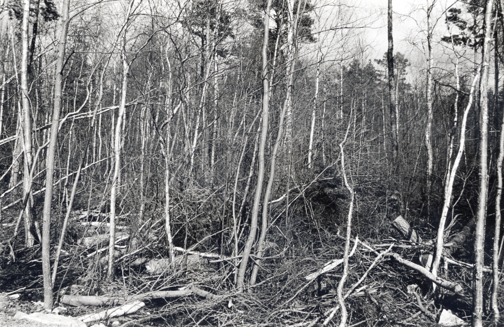 Skogsfälle i Kragstalundsskogen intill gångvägen vid Roslagsbanans nya järnvägsstation i södra Vallentuna