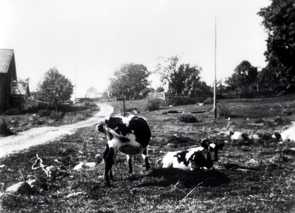 Kvigor vid Ormsta gård