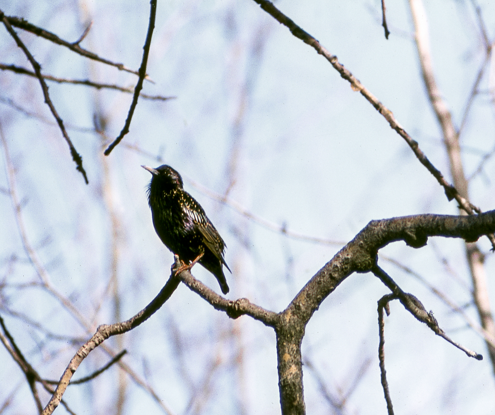 Den första riktiga flyttfågeln som kommer är staren.Fotografiet ingår i bildserien Angarnssjöängen 1970 som köptes av Vallentuna kommun och gjordes mot bakgrund av den oro som fanns bland naturvänner då Stockholm stad planerade en ny stad i området med upp mot 100 000 invånare. Så småningom övergavs planerna och istället bildade Länsstyrelsen naturreservat 1982.