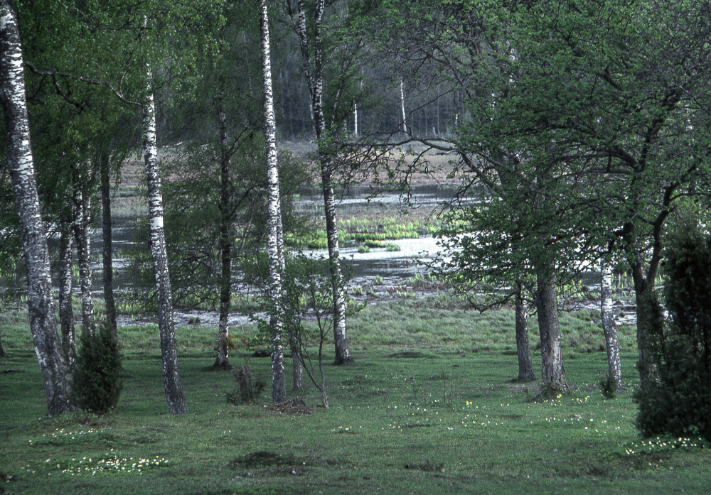 Skesta hage. Fotografiet ingår i bildserien Angarnssjöängen 1970 som köptes av Vallentuna kommun och gjordes mot bakgrund av den oro som fanns bland naturvänner då Stockholm stad planerade en ny stad i området med upp mot 100 000 invånare. Så småningom övergavs planerna och istället bildade Länsstyrelsen naturreservat 1982.