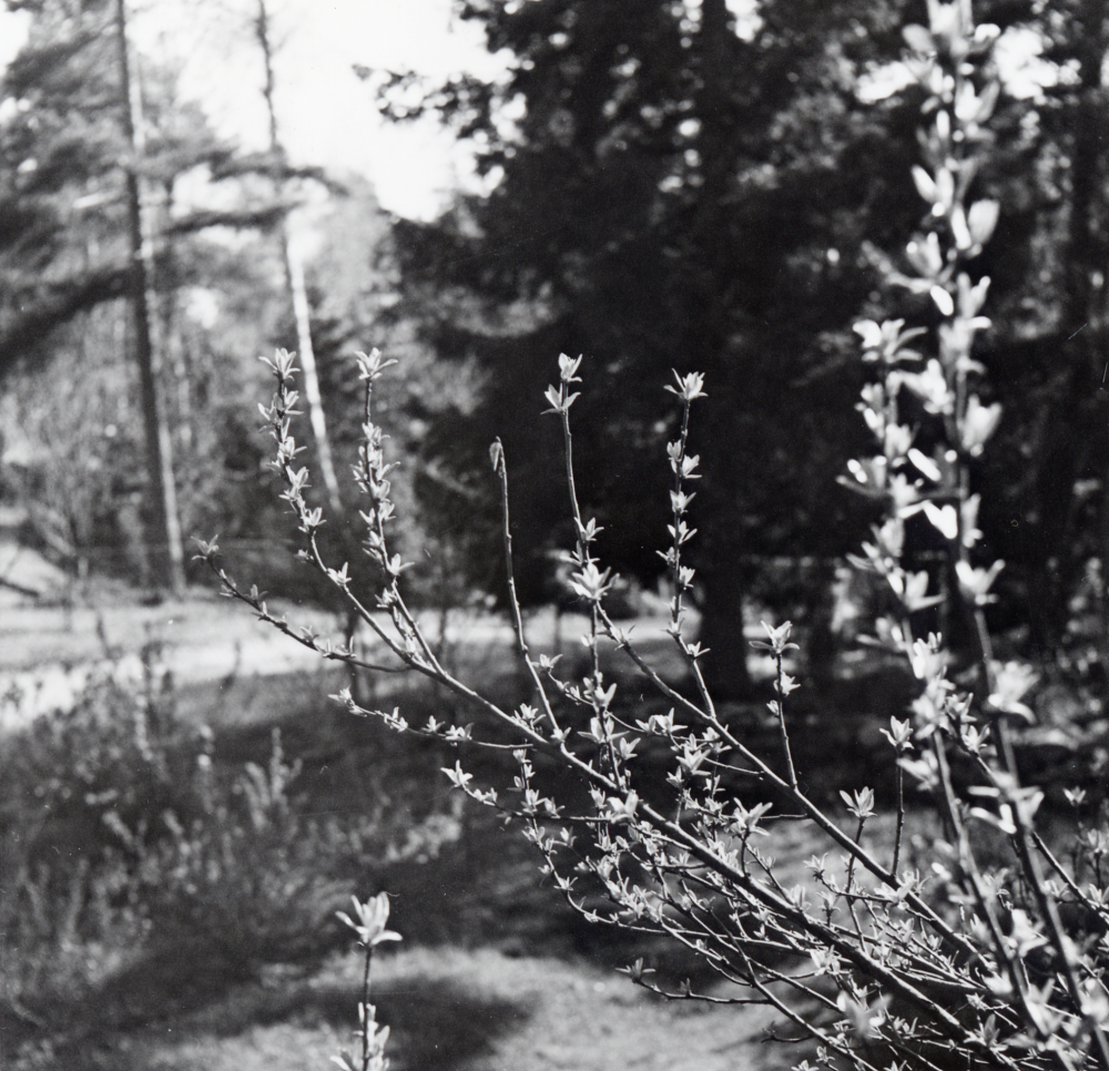 Forsythiabuske i blom