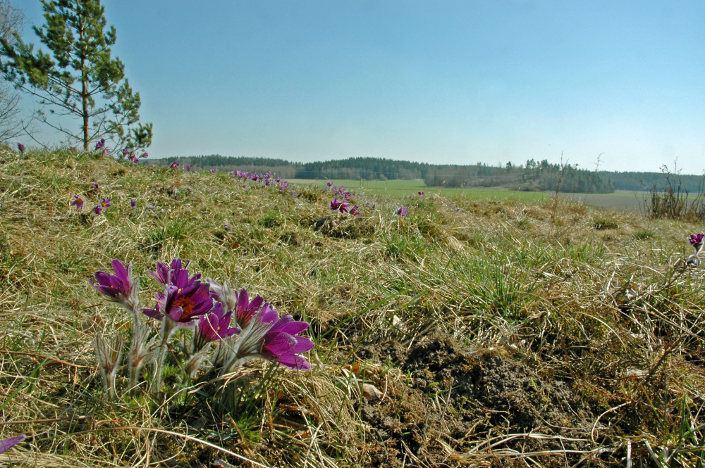Klashagen i Frösunda fylls med backsippor om vårarna.