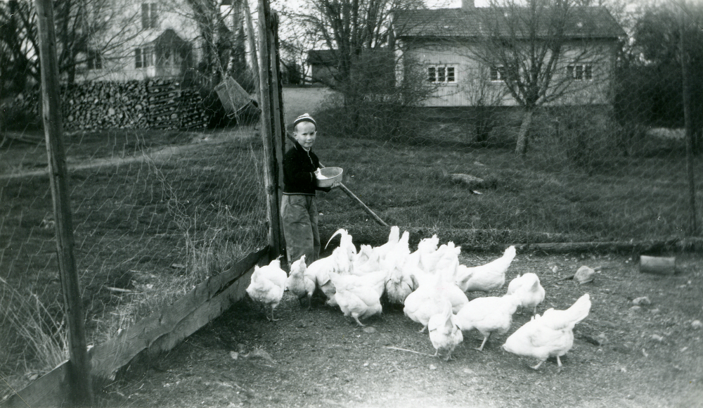 Timo Ekholm matar hönsen vid Ekskogens gård. I bakgrunden till vänster ligger stora högar med ved, så kallad meterved.

Timo och hans lillebror Sami kom till Sverige som finska krigsbarn 1944. Timo adopterades senare av ägarparet på Ekskogens gård i Kårsta, Inez och Manfred Ekholm. Läs mer i Timo Ekholms bok Krigsbarn 40.