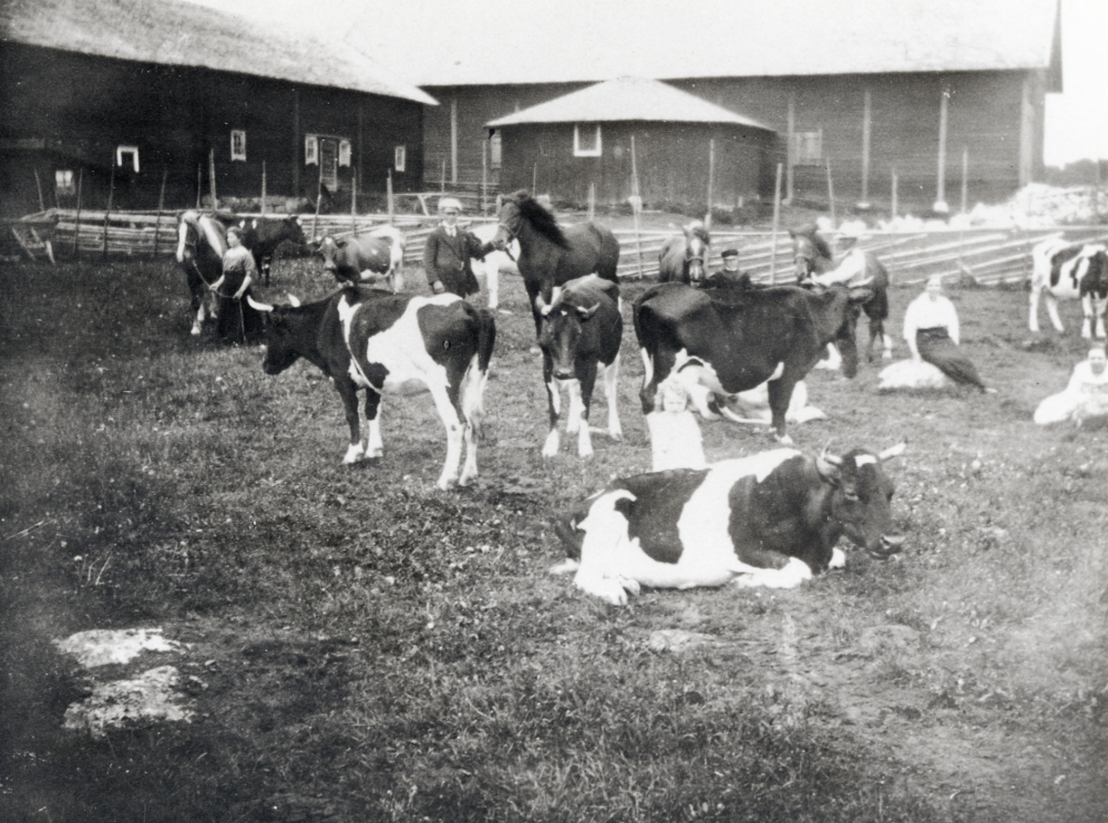 Gårdens kor och hästar samlade i mjölkfållan vid Örsta i Markim.  Personer fr v Karin Gustafsson, okänd, Viran Jansson, Gustaf Adolf Gustafsson, okänd, Ola Gustafsson och Lilly Gustafsson.