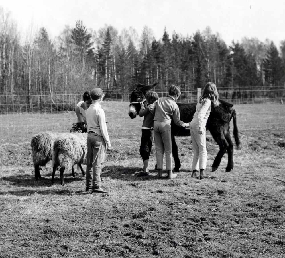 Fotokurs på  utflykt  till  Kvarntorp vid Olhamra.  På bilden bekantar sig barn med en  åsna  och två  får.  Djuren ägs av Eva Walldie-Hedlund