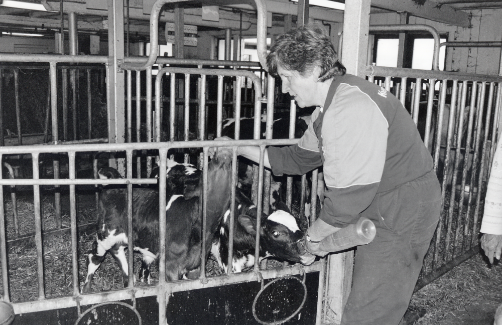 Madeleine Rick matar kalvarna på Mellangården i Kragsta, Vallentuna.  Owe och Madeleine Rick driver gården tillsammans med sonen Anders och hans fru Helene.  Personalen vid Vallentuna bibliotek har vårutflykt längs Skålhamravägen och får komma på visning av gården