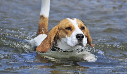 En brunt och vit hund med hängande öron simmar i vatten.