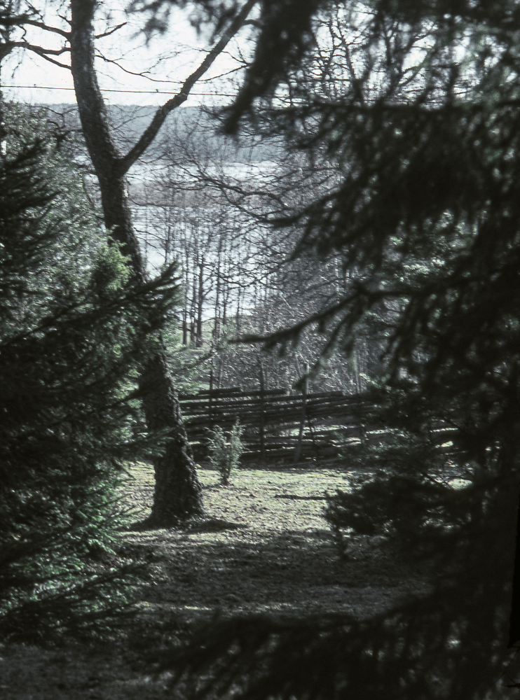 Granskog i Skesta hage. Fotografiet ingår i bildserien Angarnssjöängen 1970 som köptes av Vallentuna kommun och gjordes mot bakgrund av den oro som fanns bland naturvänner då Stockholm stad planerade en ny stad i området med upp mot 100 000 invånare. Så småningom övergavs planerna och istället bildade Länsstyrelsen naturreservat 1982.
