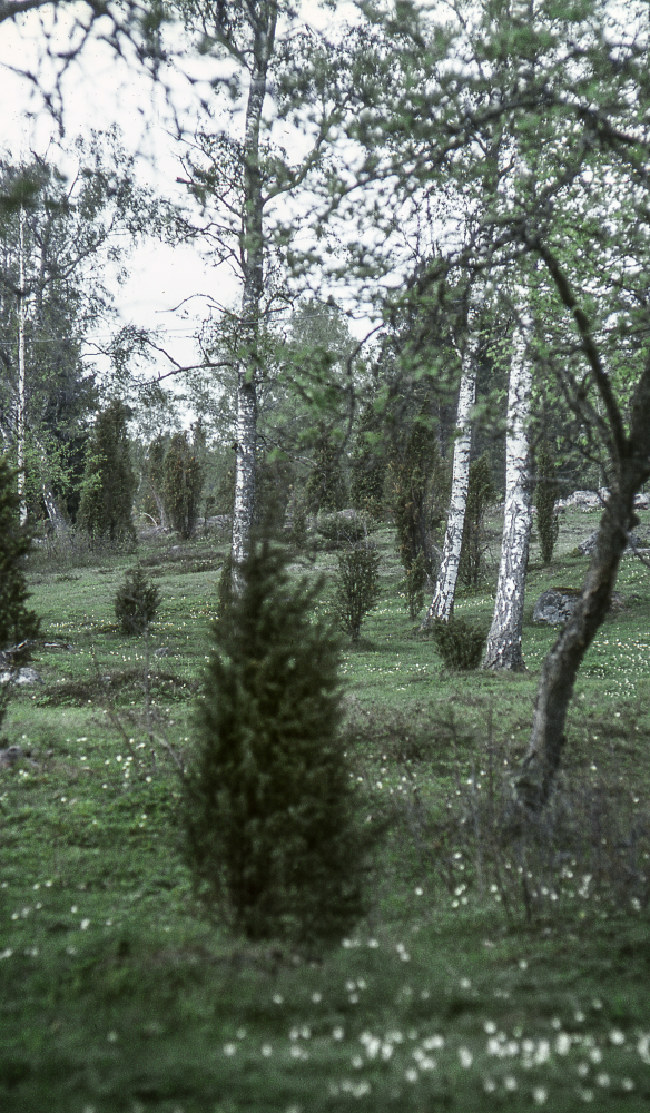 Skesta hage. Fotografiet ingår i bildserien Angarnssjöängen 1970 som köptes av Vallentuna kommun och gjordes mot bakgrund av den oro som fanns bland naturvänner då Stockholm stad planerade en ny stad i området med upp mot 100 000 invånare. Så småningom övergavs planerna och istället bildade Länsstyrelsen naturreservat 1982.