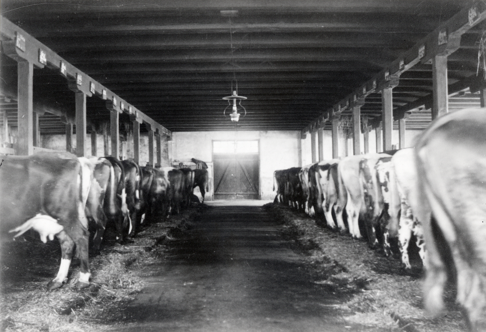Backa gård. Interiör från ladugården där det fanns plats för ca 80 djur, av dessa var 60 mjölkrum. Gårdens ägare var Sven Lindgren. I taket hänger en fotogenlampa
