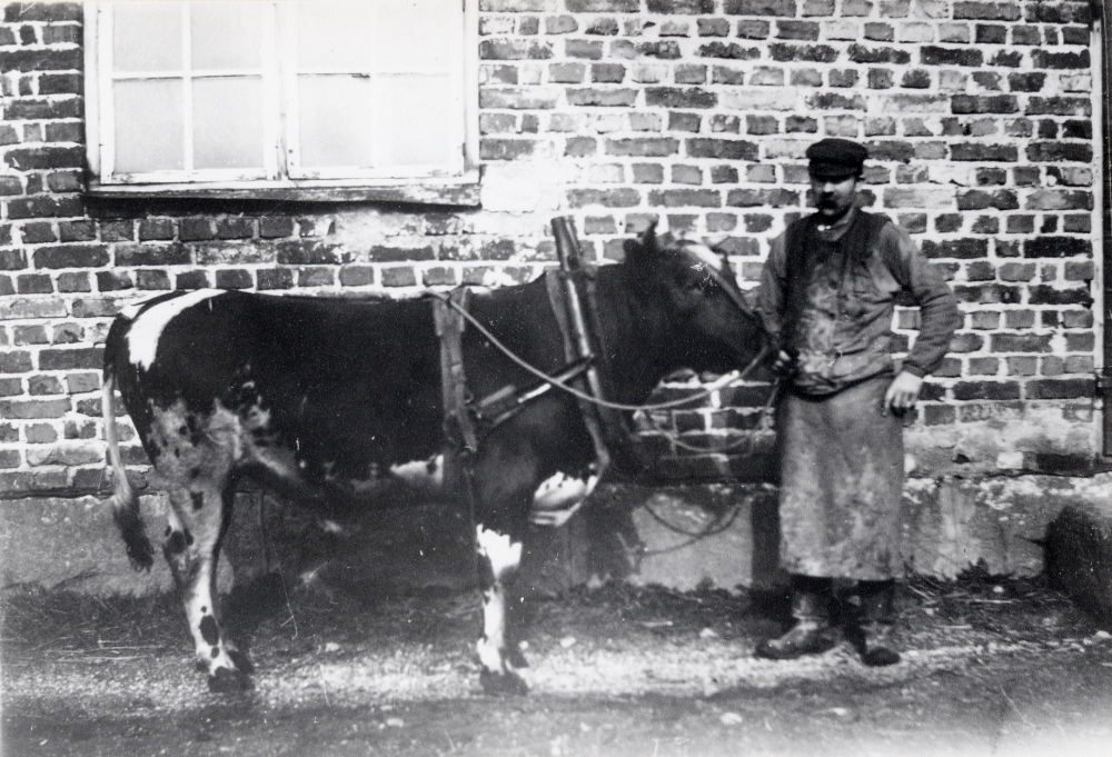 Andremannen i ladugården vid  Backa gård,  Jansson i Solhem  med gårdens  tjur  Backa-Hero. Tjuren var godlynt eftersom den är försedd med  dragdon.  Jansson brukade också  Ryttartorpet