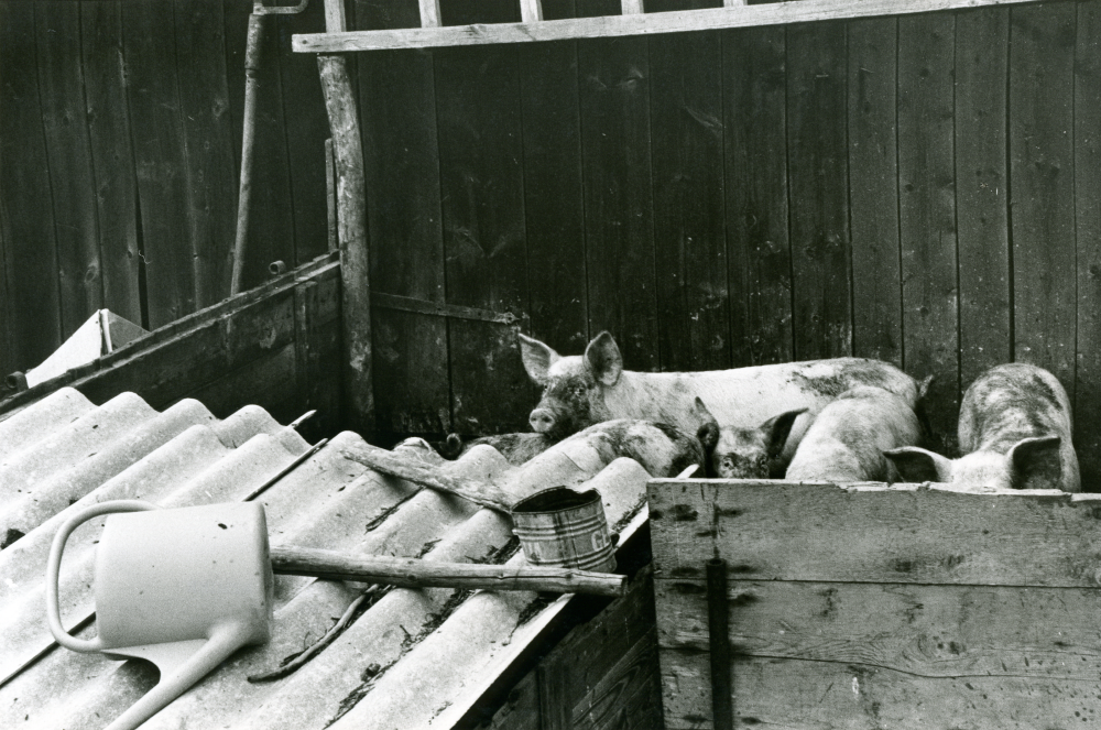 På Kerstin Bengtssons lantgård Lidberga i Össeby. Gårdens grisar. Gården ägs av Stockholms stad.
•Fotografiet ingår i bildserien ”Vardagsliv i Vallentuna kommun” av Rachael Gough-Azmier & Gunilla Blomé, Haga Studios HB.
