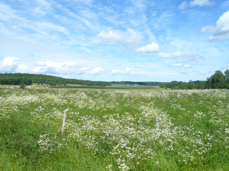 Ängsmark i Vada socken