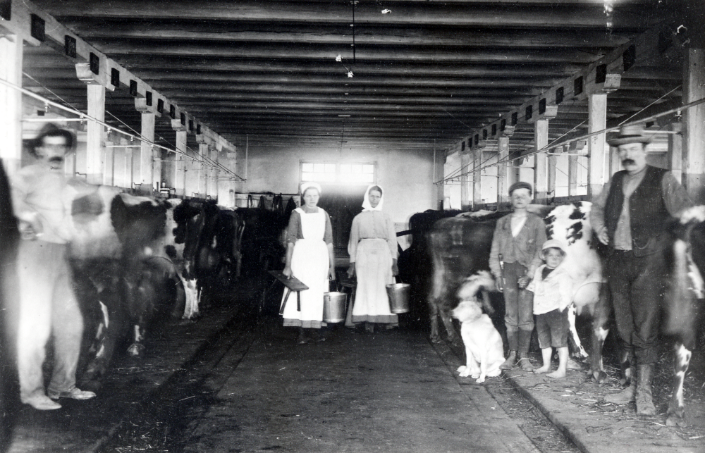 Mjölkning  i  ladugården  på  Backa gård . Längst t v står ladugårdsförmannen  Henrik Söderström  längst t h med mustasch  Johansson  från Långstugan i Backa. Hunden heter Boj