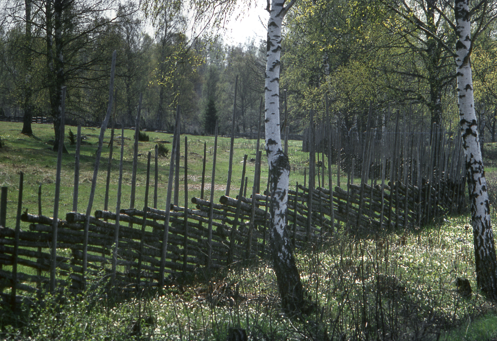 Skesta hage. Fotografiet ingår i bildserien Angarnssjöängen 1970 som köptes av Vallentuna kommun och gjordes mot bakgrund av den oro som fanns bland naturvänner då Stockholm stad planerade en ny stad i området med upp mot 100 000 invånare. Så småningom övergavs planerna och istället bildade Länsstyrelsen naturreservat 1982.