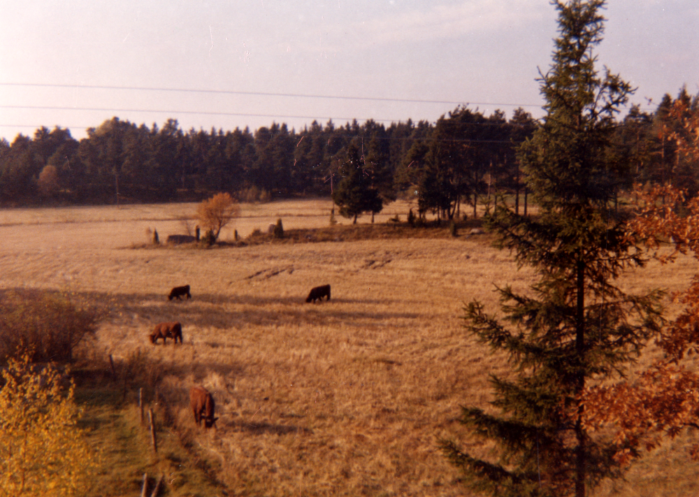 Utsikt från Fornminnesvägen 31 mot väster, där bostadsområdena Sörgården och Norrgården nu ligger.  Kor betade på Väsby gårds ägor.  Granen finns 1982 kvar utanför Anna och Eric Gyllenbborg fönster