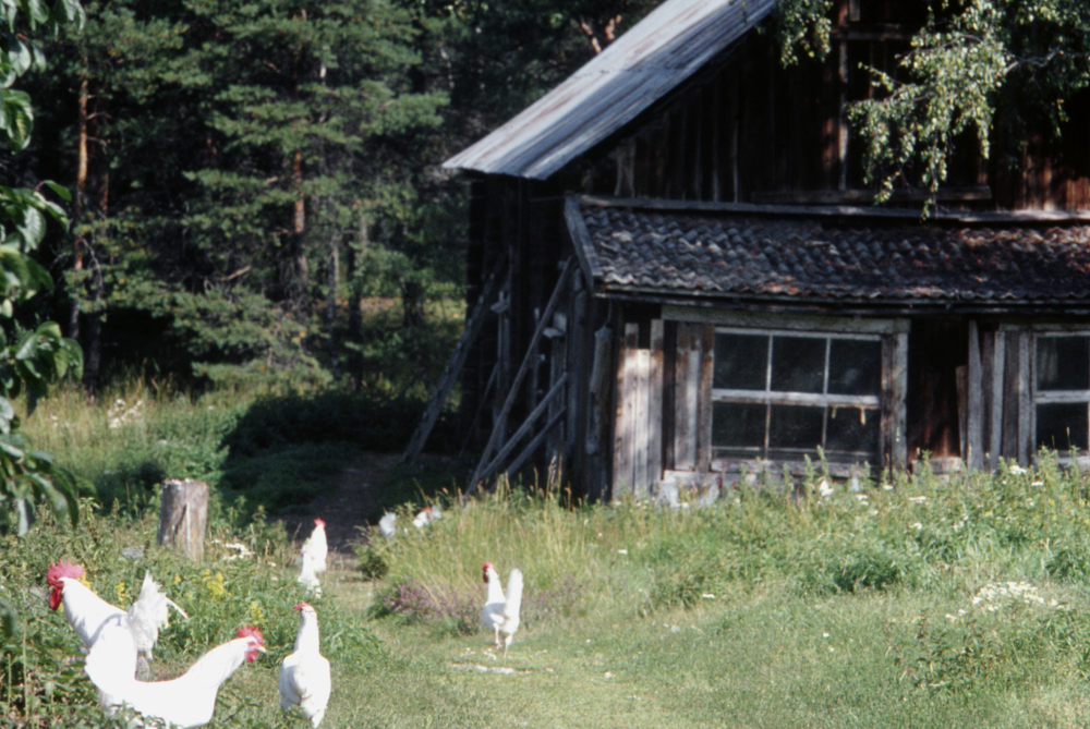 Frigående hönor vid torpet Björkedal. Torpet var på 3 hektar. Hönshus och förråd. Fotografiet ingår i bildserien Några torp i Vallentuna 1970 som köptes av Vallentuna kommun. Dokumentationen gjordes mot bakgrund av den snabba förvandling av kulturlandskapet som skett och ännu sker. Många torp anlades under den svenska landsbygdens folkökning under slutet av 1700-talet och decennierna framöver. Dessa torp och små gårdar försvinner alltmer då de inte längre är lönsamma. Kulturmiljö.