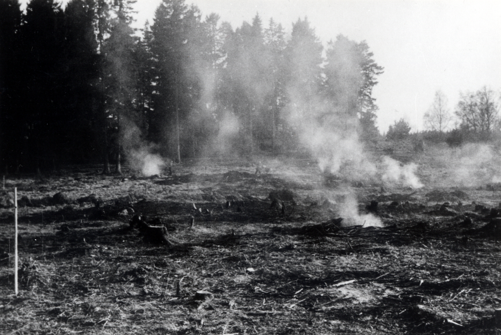 Förberedelsearbeten för den nya idrottsplatsen i Össeby, Össeby IP.  Träden är nedhuggna och marken svedjas.