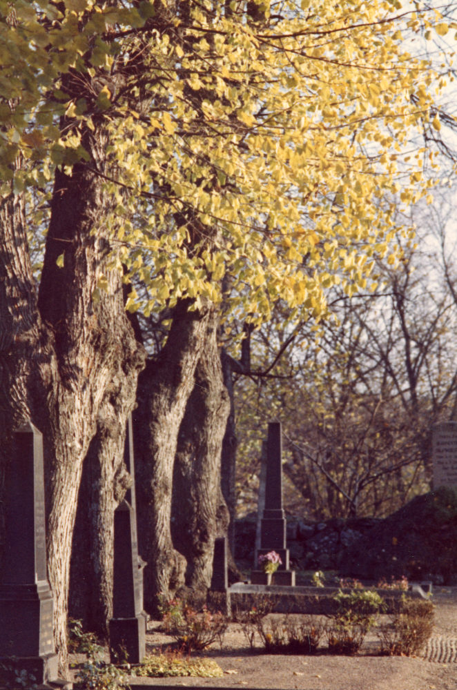 Lindar vid Vallentuna kyrka
