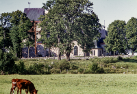 Två kalvar betar på ängen söder om Vallentuna kyrka. 
Bildserie: Vallentuna på 1960-talet.