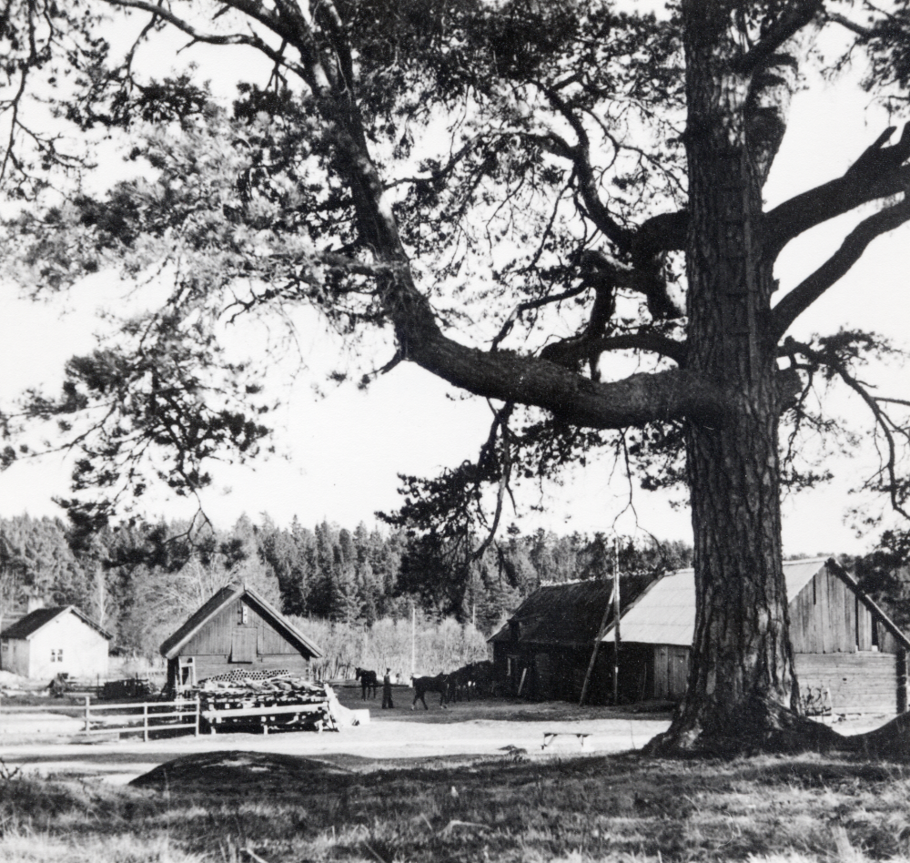 Freden i västra Vallentuna. Ekonomibyggnader
