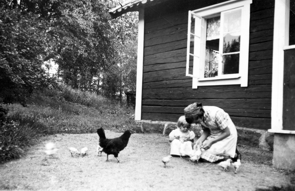 Kycklingarna får mat vid Sjöboda i Vallentuna