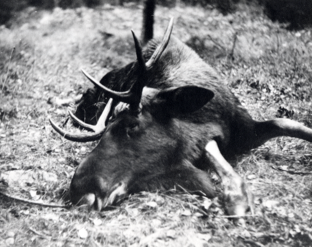 Älgtjur  skjuten av hemmansägaren och jaktvårdaren  Isidor Ek  vid  jakt  på  Lindönäs