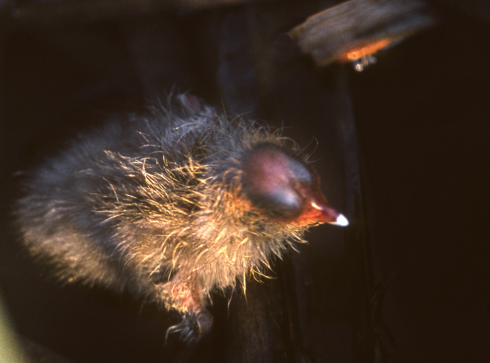 Sothönsunge. Fotografiet ingår i bildserien Angarnssjöängen 1970 som köptes av Vallentuna kommun och gjordes mot bakgrund av den oro som fanns bland naturvänner då Stockholm stad planerade en ny stad i området med upp mot 100 000 invånare. Så småningom övergavs planerna och istället bildade Länsstyrelsen naturreservat 1982.