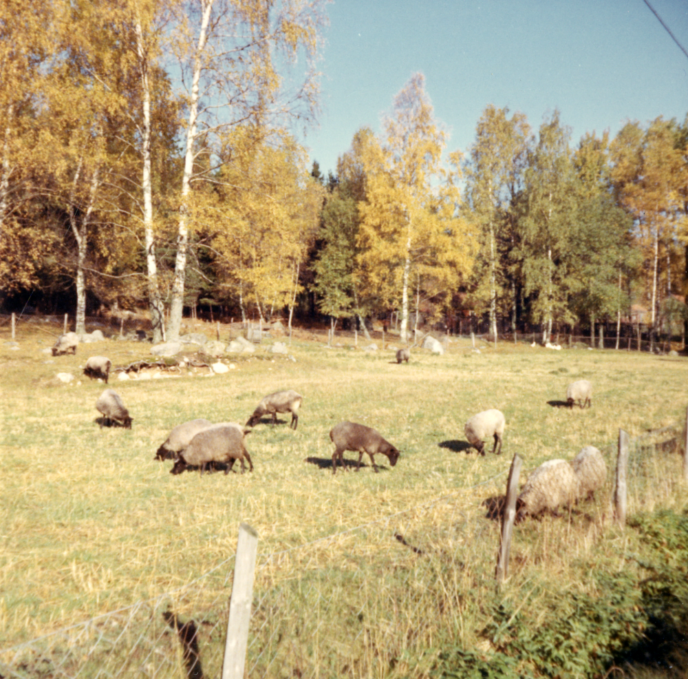 Får  vid  Hagmarkens kennel