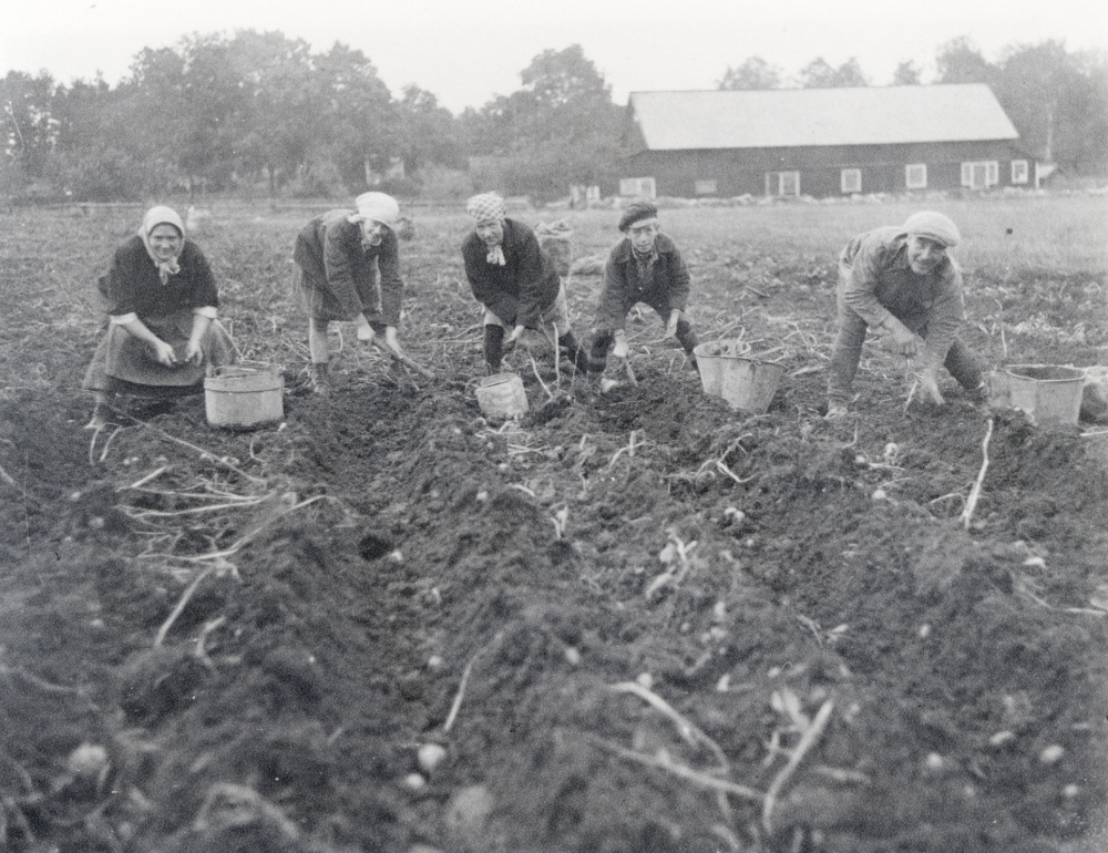 Potatisplockning på Åvasta gård i Frösunda.  Fr v i potatislandet står Alma Öhman med barnen Stella, Svea och Stig samt drängen Oskar Molin