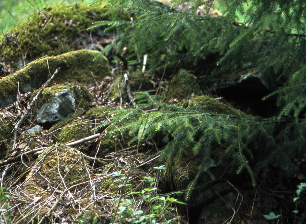 Torpruin vid Sibirien i Veda. Här låg brunnen. Fotografiet ingår i bildserien Några torp i Vallentuna 1970 som köptes av Vallentuna kommun. Dokumentationen gjordes mot bakgrund av den snabba förvandling av kulturlandskapet som skett och ännu sker. Många torp anlades under den svenska landsbygdens folkökning under slutet av 1700-talet och decennierna framöver. Dessa torp och små gårdar försvinner alltmer då de inte längre är lönsamma. Kulturmiljö.