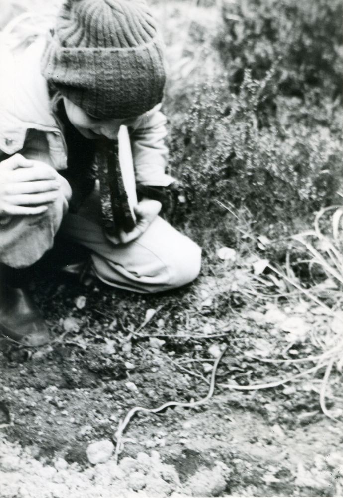 En kopparorm slingrar över stigen vid Römossen framför Friluftsfrämjandets Skogsströvare i Brottby. 
Foto och uppgifter: Fredrik Andersson.