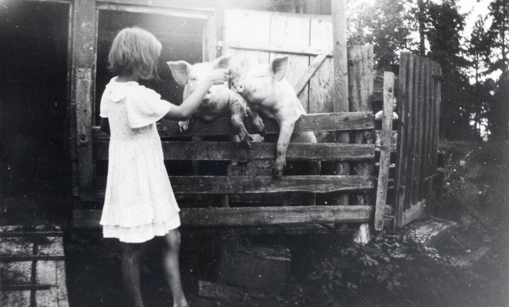 Mona Tiberg ger grisarna något att äta vid Bällsta gård.  Mona är dotter till David och Helen Tiberg.  Davids faster Elsa Tiberg hade pensionat och senare vårdhem på gården. På 1930-talet fanns får, kor och grisar på gården