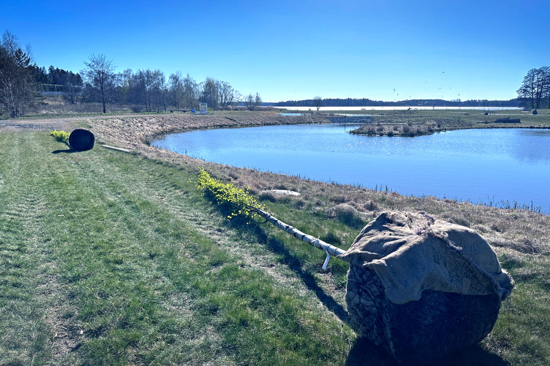 Träd planteras i Våtmarksparken