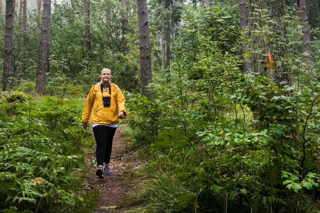 Vandrare i skogen