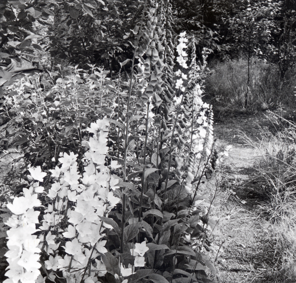 Blåklockor och fingerborgsblomma