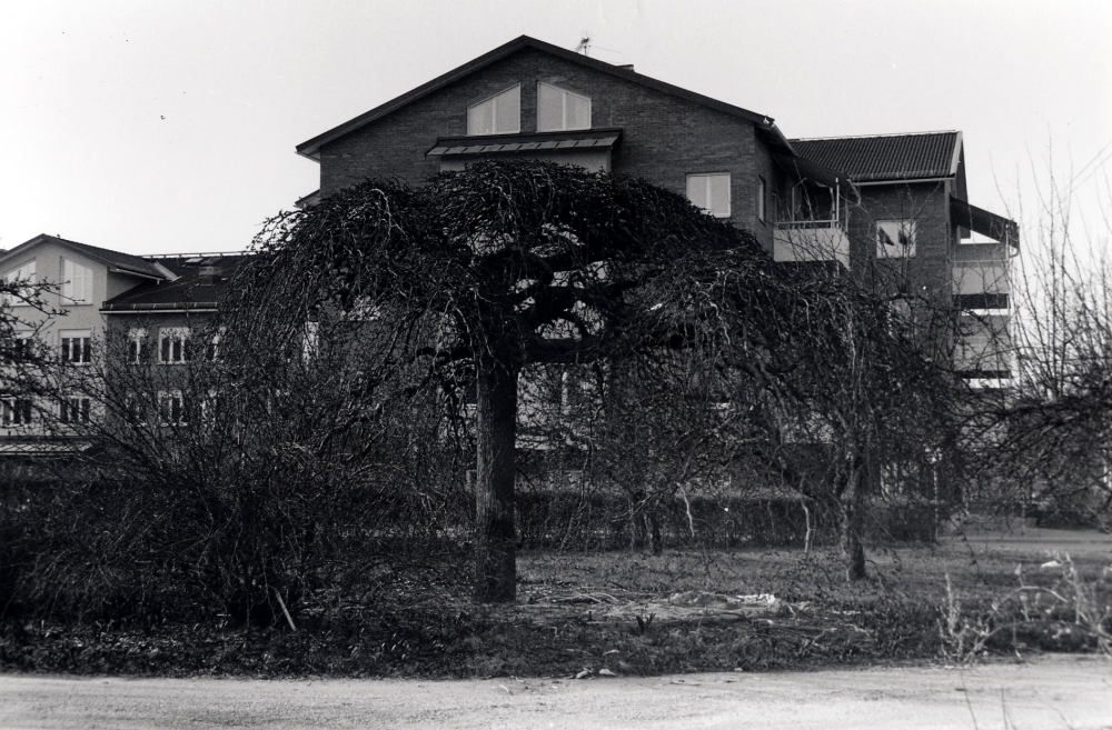 Utsikt från trädgården vid Mörbyvägen 3 mot söder och Alléhuset. Huset i trädgården byggdes 1923 som bostad för K E Karlsson med familj. I trädgården finns en hängalm med bord, belysning och infravärme, en gång planterad av K E Karlssons hustru. Före byggstarten av nya hus flyttade almen västerut, eftersom Mörbyvägens nya sträckning gick rakt igenom trädet. Fastighetsbeteckning Rickeby 1:67. Trots stora protester river kommunen det s k trädgårdskvarteret, det sista området i Vallentuna som visar på den villastad samhället en gång varit. Husen i området rivs i maj 2000. De nya husen börjar byggas av Skanska sent under hösten 2000