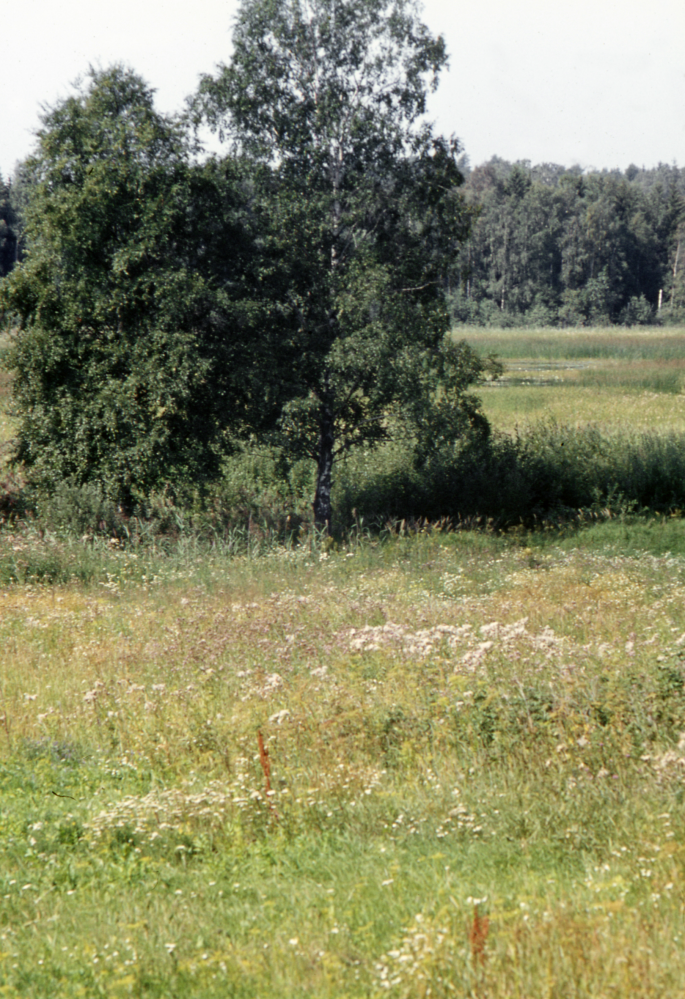 Äng vid torpet Gröndal ner mot Ubbysjön eller "Pyttsjön". Fotografiet ingår i bildserien Några torp i Vallentuna 1970 som köptes av Vallentuna kommun. Dokumentationen gjordes mot bakgrund av den snabba förvandling av kulturlandskapet som skett och ännu sker. Många torp anlades under den svenska landsbygdens folkökning under slutet av 1700-talet och decennierna framöver. Dessa torp och små gårdar försvinner alltmer då de inte längre är lönsamma. Kulturmiljö.