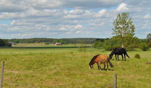 Hästar i hage