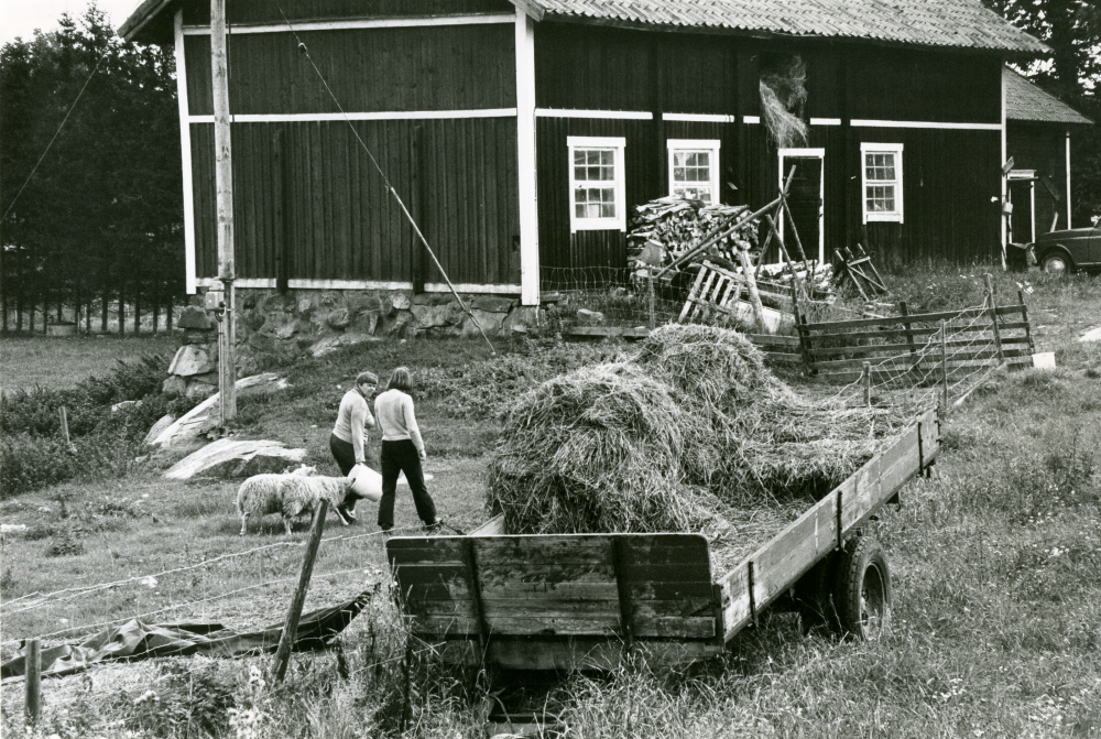 På Kerstin Bengtssons lantgård Lidberga i Össeby. Gården ägs av Stockholms stad.
•Fotografiet ingår i bildserien ”Vardagsliv i Vallentuna kommun” av Rachael Gough-Azmier & Gunilla Blomé, Haga Studios HB.