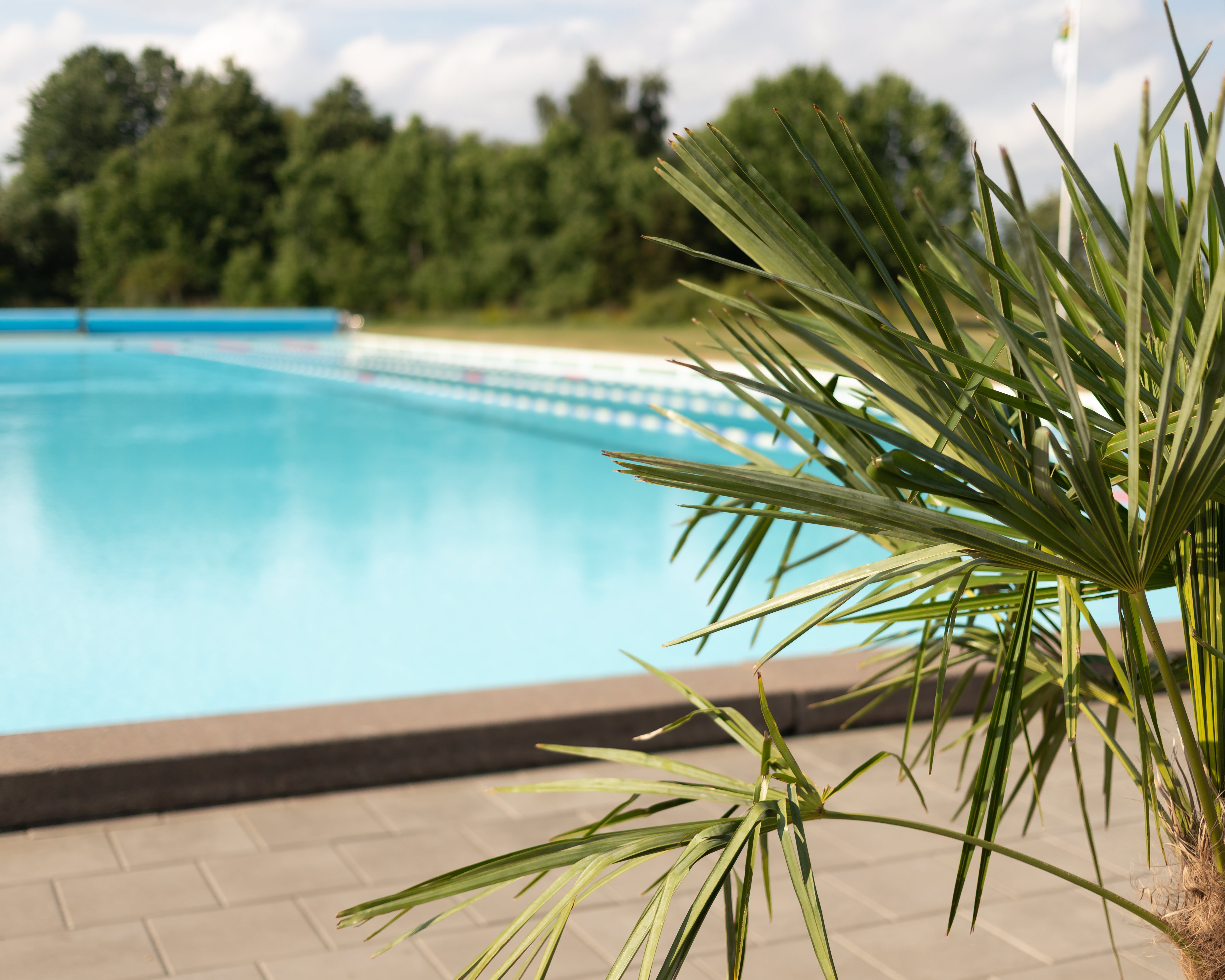Palm i förgrund, pool i bakgrund