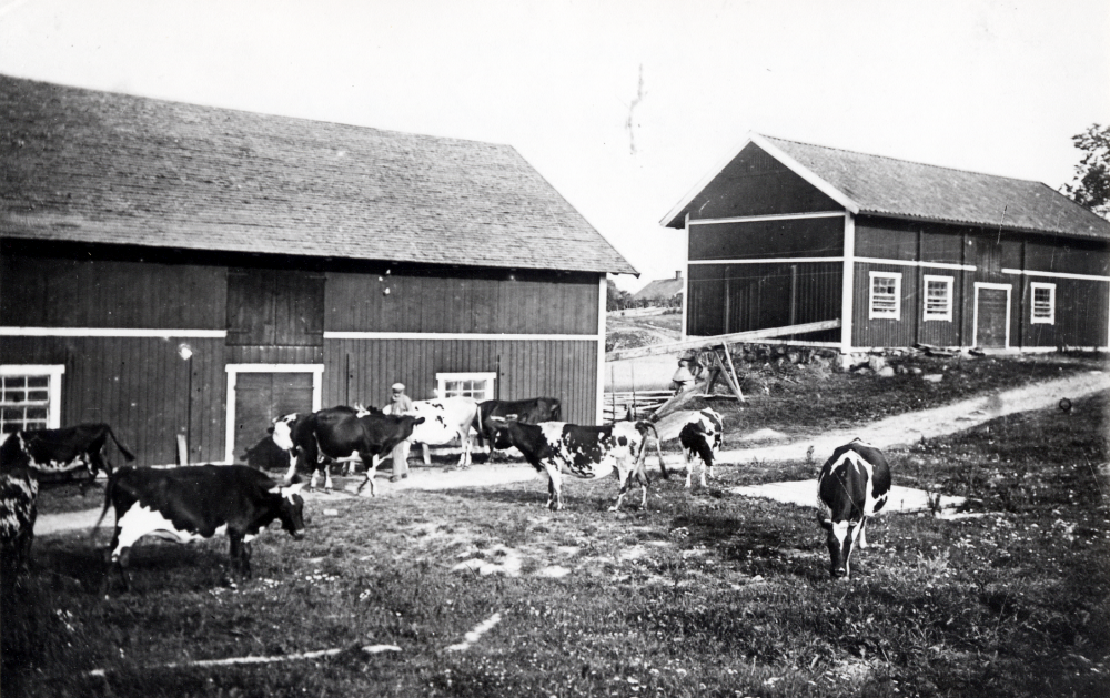 Ladugårdkarlen Johan Fredriksson motar korna vid Väsby gård . Ladugården har spånklätt tak