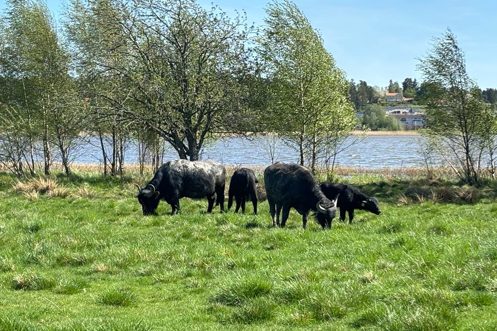 Vattenbufflar ute på bete.